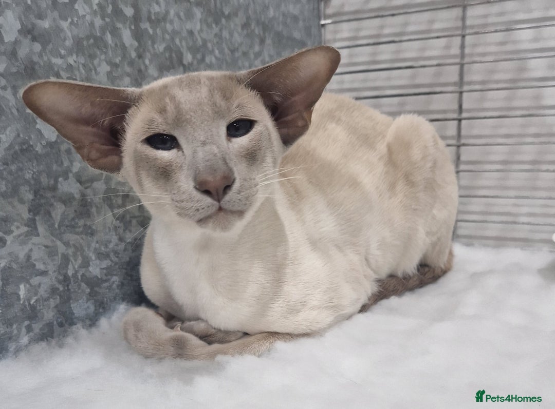 Siamese cats for stud: Available at Open Stud in Bacup - Image 1
