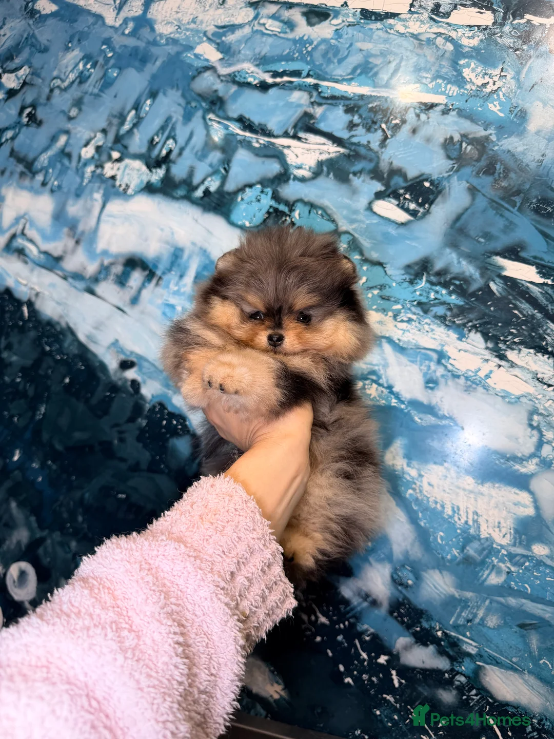 Pomeranian dogs for sale: Beautiful Pomeranian Girl - Advert 5