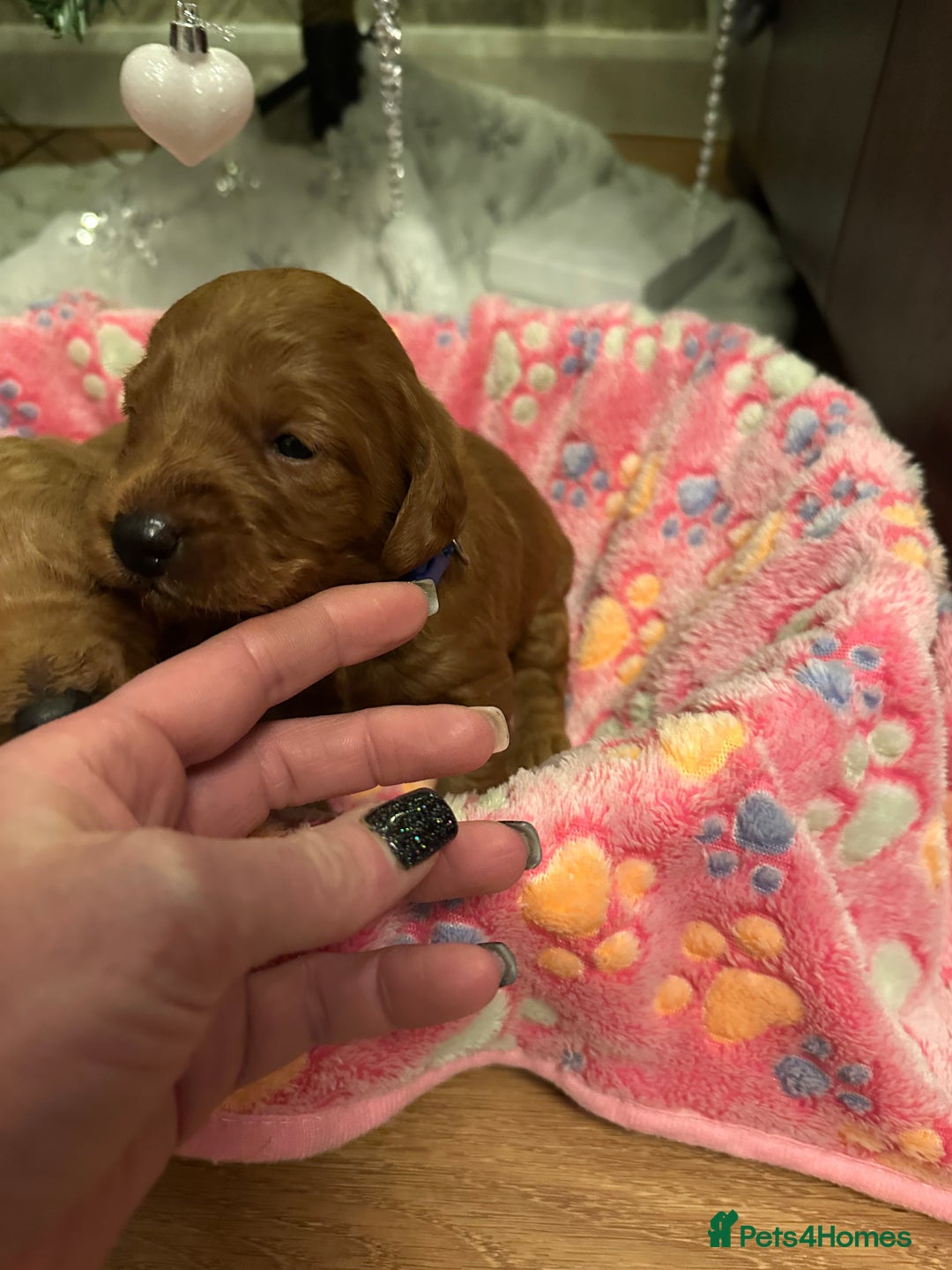 Labradoodle dogs for sale: Miniature F1 Labradoodles  - Advert 7