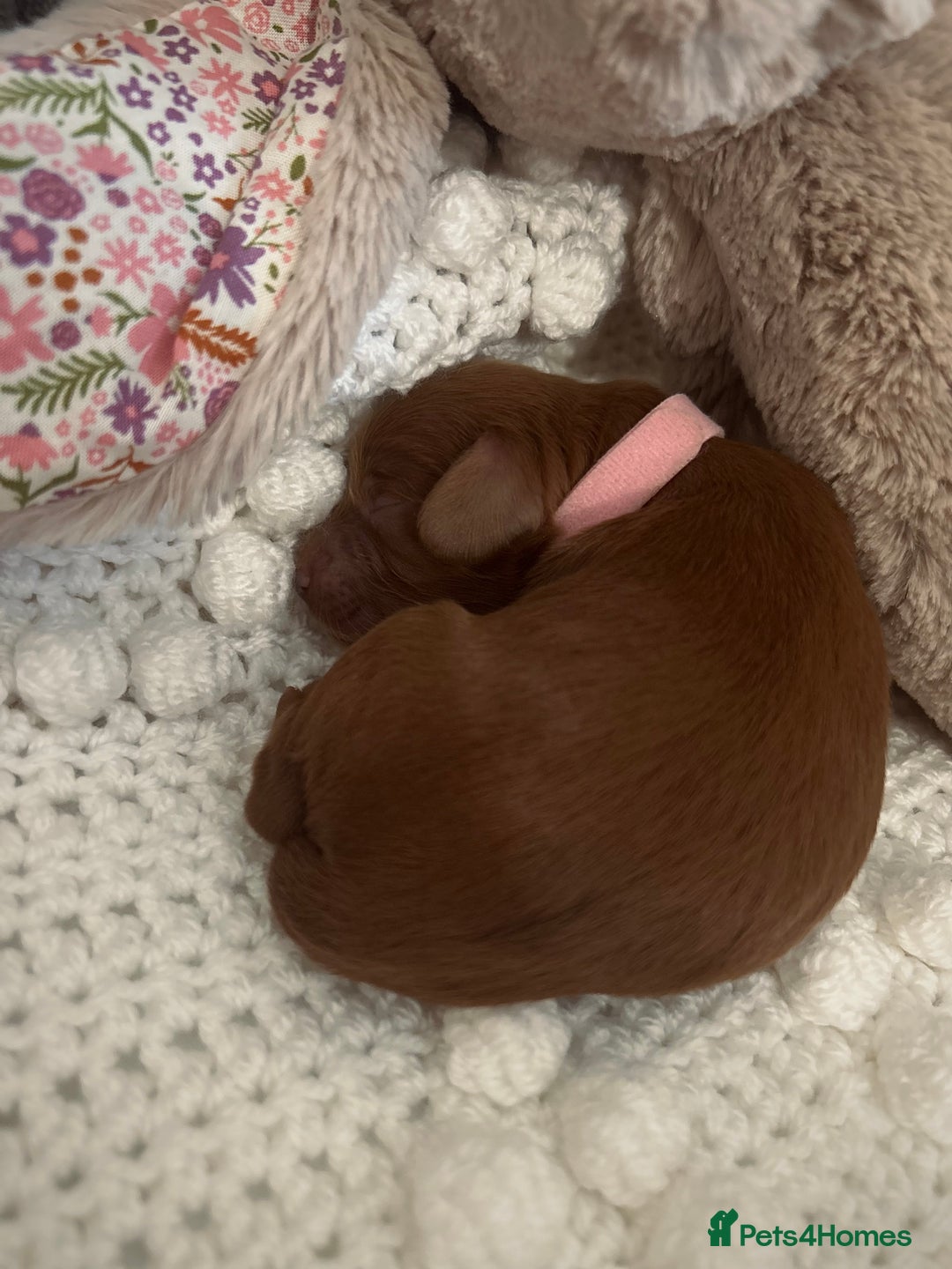 Cockapoo dogs for sale: Gorgeous Fox red F1B cockapoos - Image 19