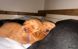 Cockerdor dogs for sale: YorkieCockerDor pups looking for forever homes  - Image 13