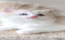 Ragdoll cats for sale: INDOOR TWO MALE GCCF REGISTERED RAGDOLL KITTENS - Image 24