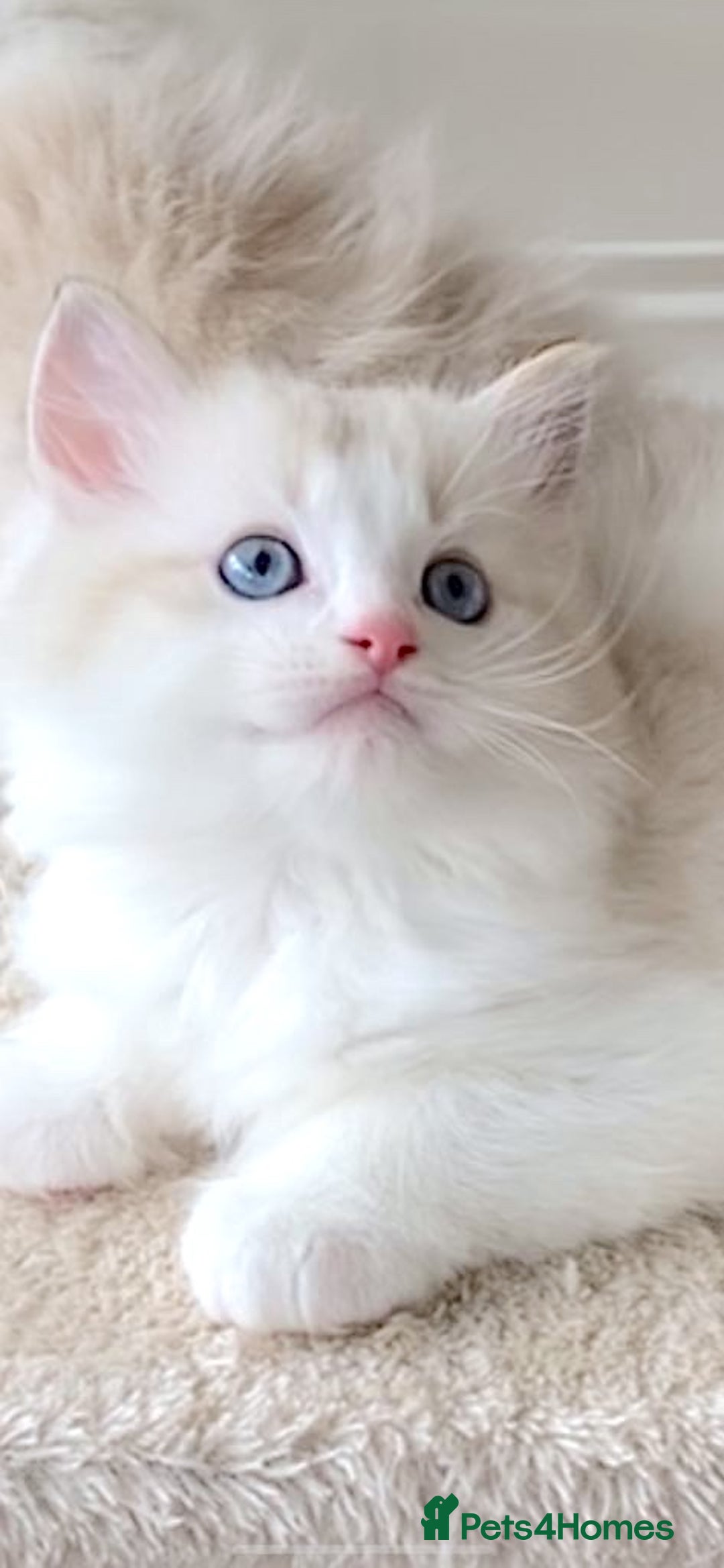 Ragdoll cats for sale: INDOOR TWO MALE GCCF REGISTERED RAGDOLL KITTENS - Image 24