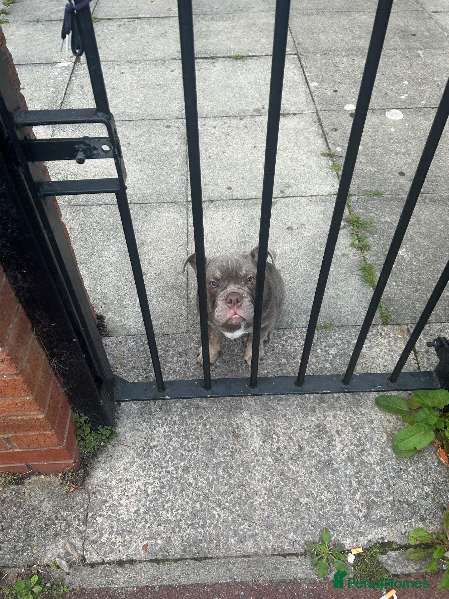 Olde English Bulldogge dogs Old English Bulldog - Advert 10
