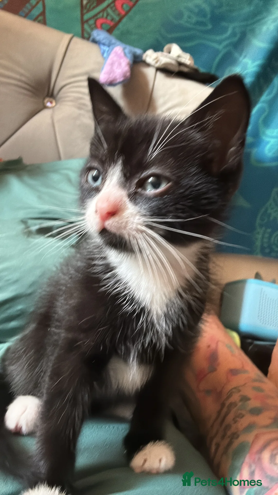 British Shorthair cats for sale: 8 week old kittens in Liverpool - Advert 2