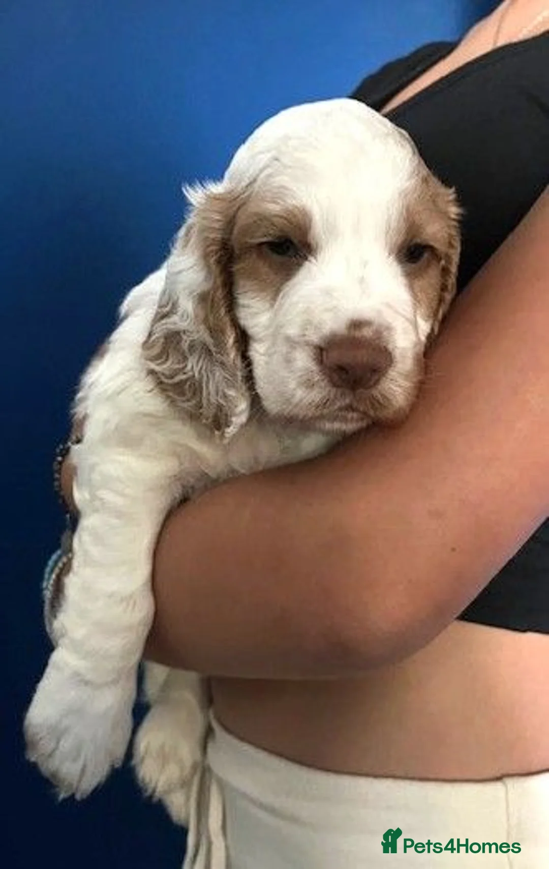 Cocker Spaniel dogs for sale: KC Excellent pedigree . Litter of 4 Handsome pups  - Advert 20