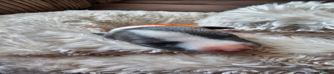 Whippet Puppy 8