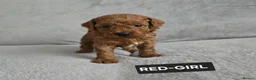 Toy Poodle dogs for sale: STUNNING RED KC TOY POODLE 🤩🐶 - Advert 19
