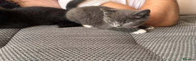 Mixed Breed Kitten 2