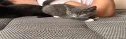 Mixed Breed cats for sale: 3 beautiful kittens for sale  - Advert 9