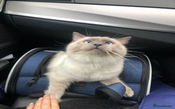 Ragdoll cats for sale: Two adorable ragdolls ready for new home  - Image 4