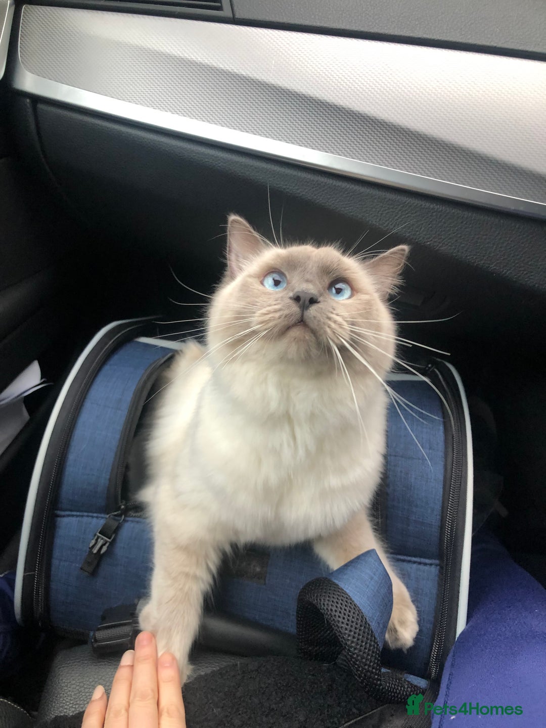 Ragdoll cats for sale: Two adorable ragdolls ready for new home  - Image 4
