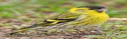 Canaries birds for sale: Canary  - Advert 1