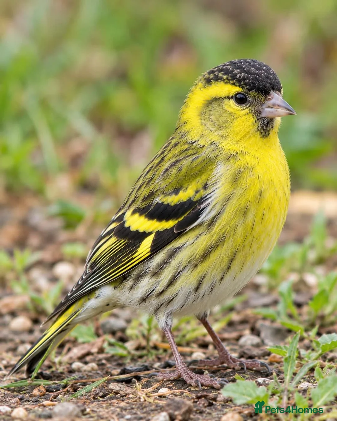 Canaries birds for sale: Canary  - Advert 1