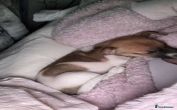 Jack Russell dogs for sale: Jack Russell puppy  - Image 3