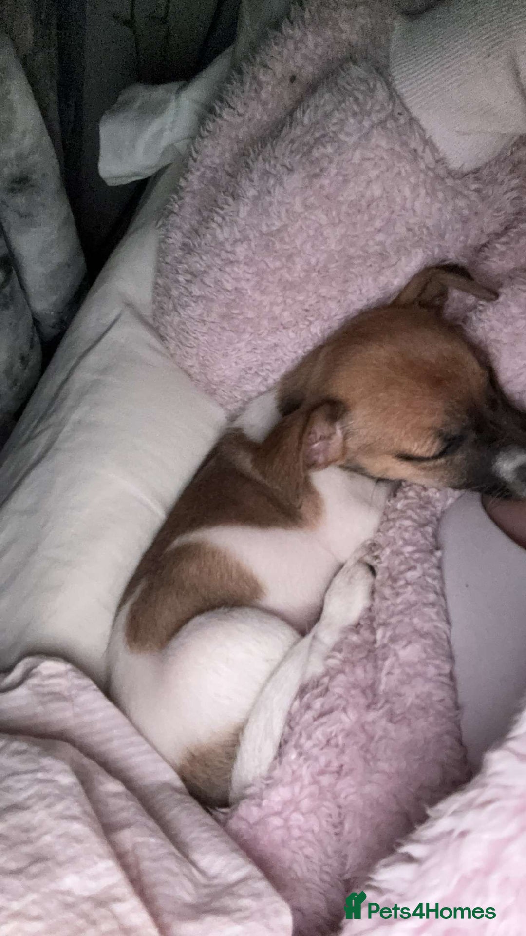 Jack Russell dogs for sale: Jack Russell puppy  - Image 3