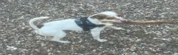 Jack Russell dogs for sale: Milo Jackson Russel  - Advert 2