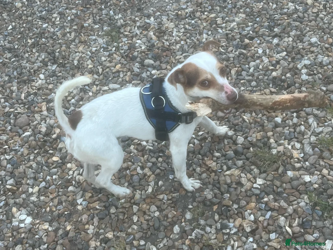 Jack Russell dogs for sale: Milo Jackson Russel  - Advert 2