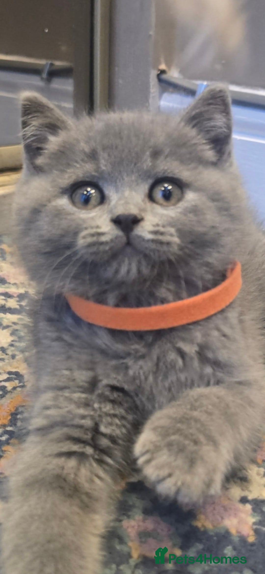 British Shorthair cats Adorable British Shorthair Kittens  - Advert 4