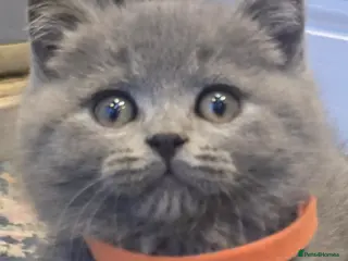 British Shorthair cats Adorable British Shorthair Kittens - Advert 4