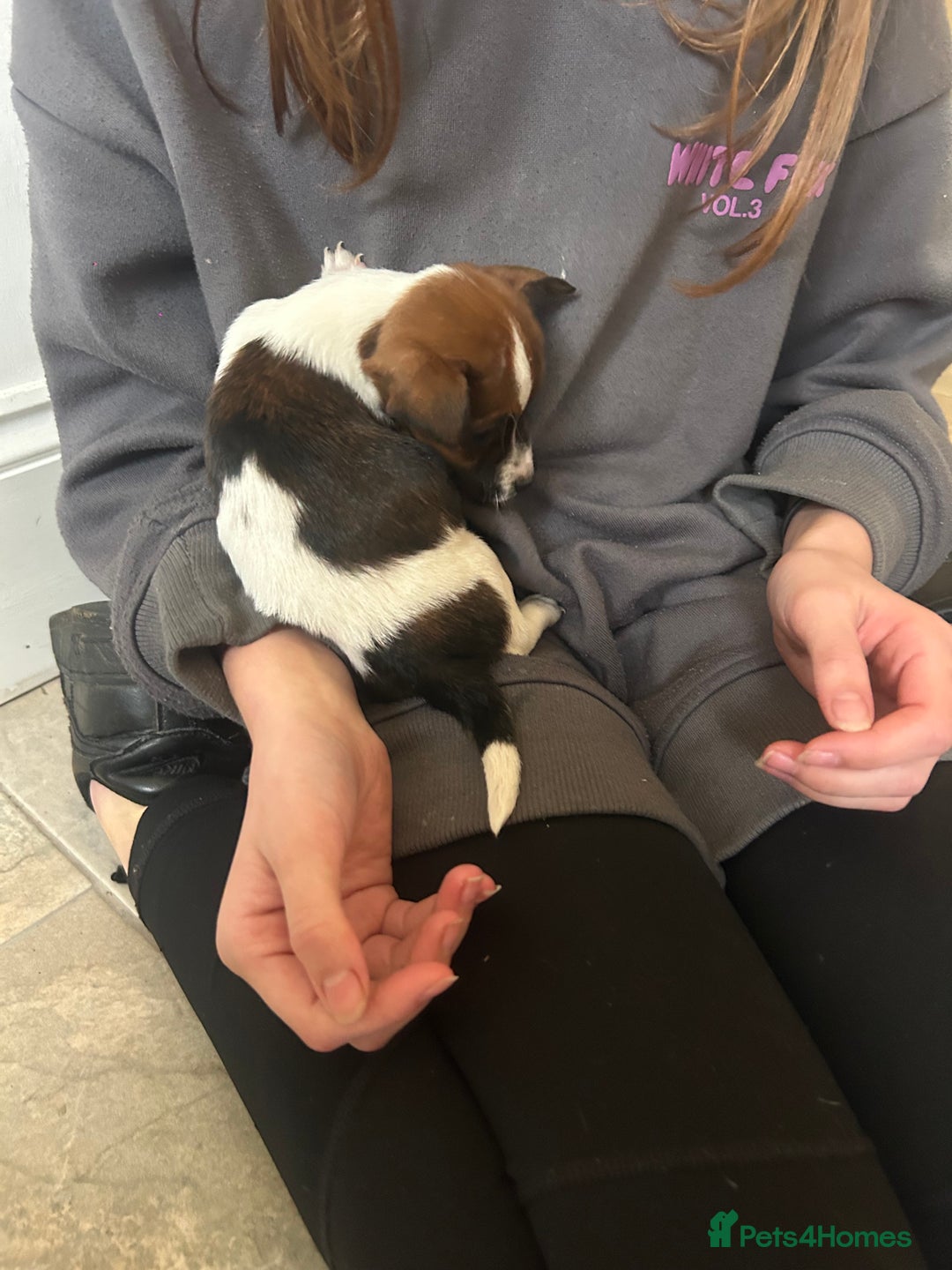 Jack Russell dogs for sale: Adorable jack Russell puppies  - Advert 14