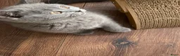 British Shorthair cats for sale: Pure British shorthair kittens Genetically tested - Advert 9