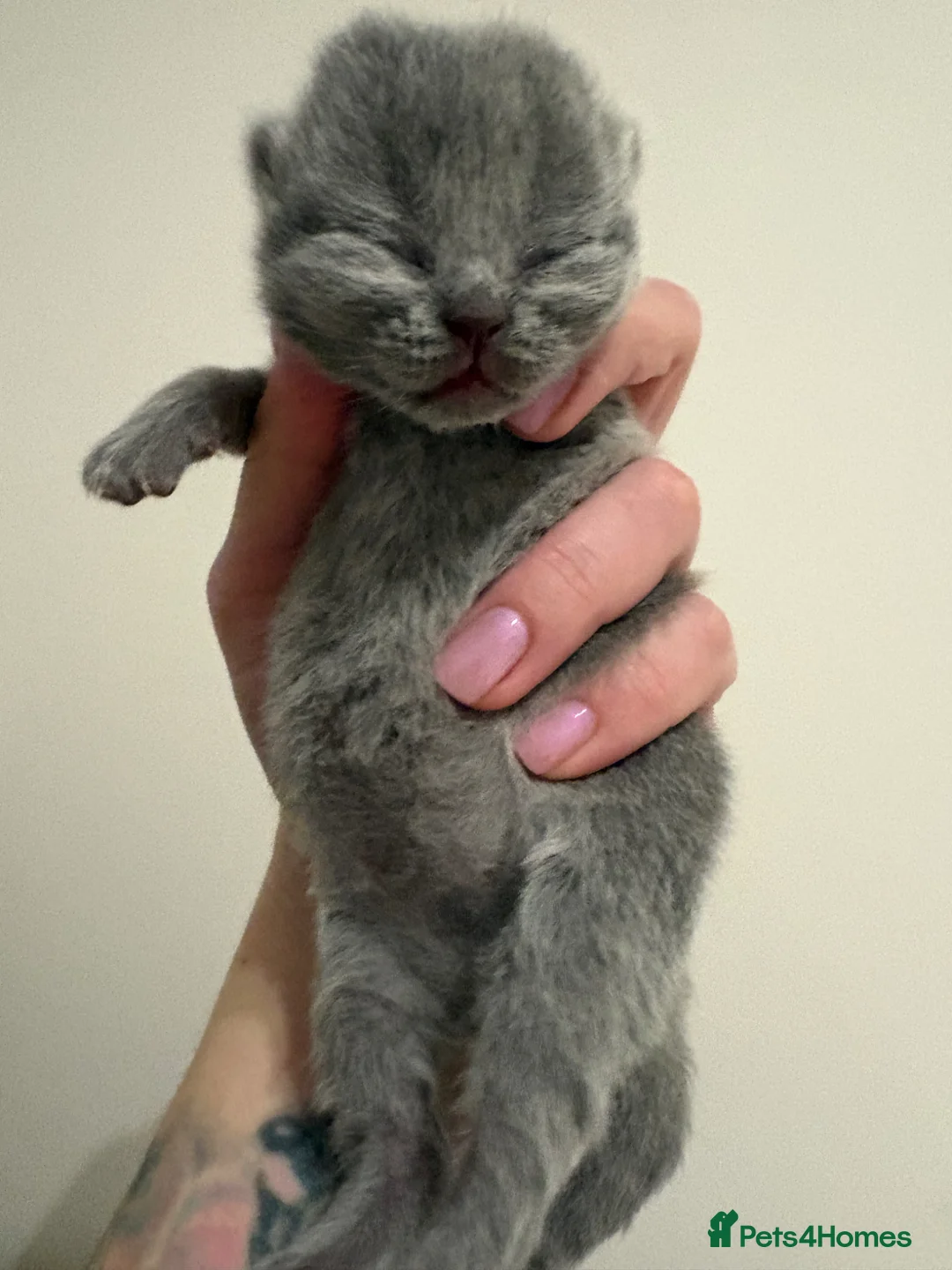 British Shorthair cats for sale: BRITISH SHORTHAIR KITTENS AVAILABLE 😻😻😻 - Advert 6