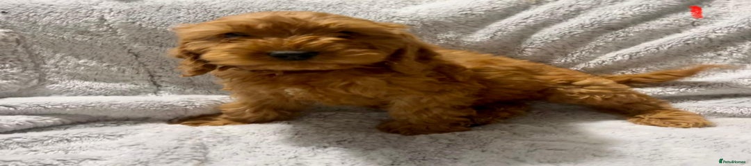 Cockapoo Puppy 2