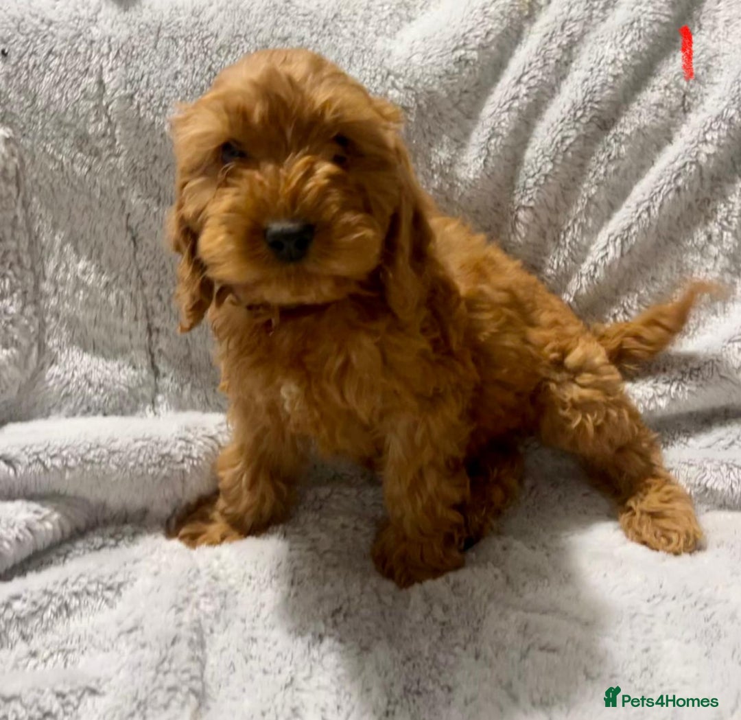 Cockapoo dogs for sale: Gorgeous ruby F1 health tested cockapoo puppies.  - Image 3