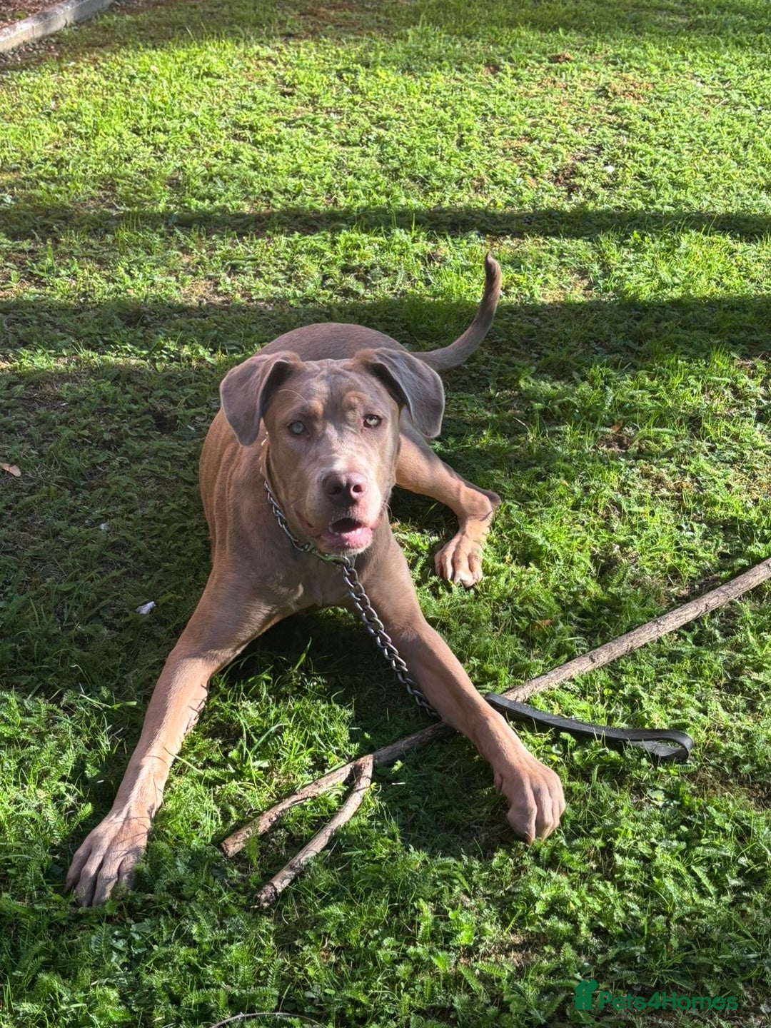 Bandog dogs for sale: 10 month old bandog puppy for Sale. - Advert 2