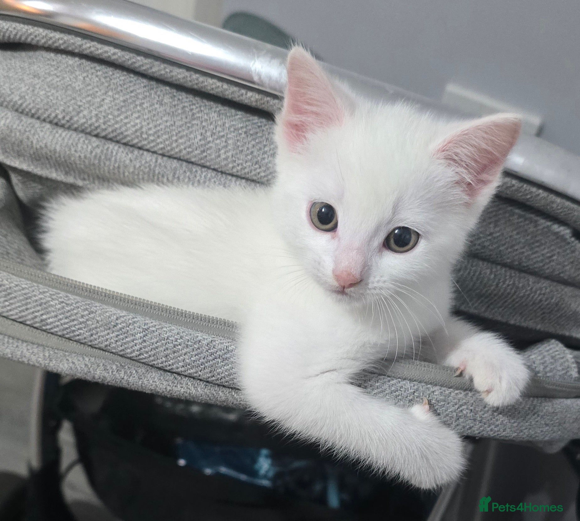 British Shorthair cats 8 week old kittens  - Advert 4