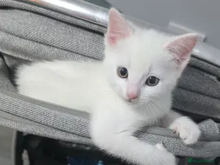 British Shorthair cats 8 week old kittens - Advert 4