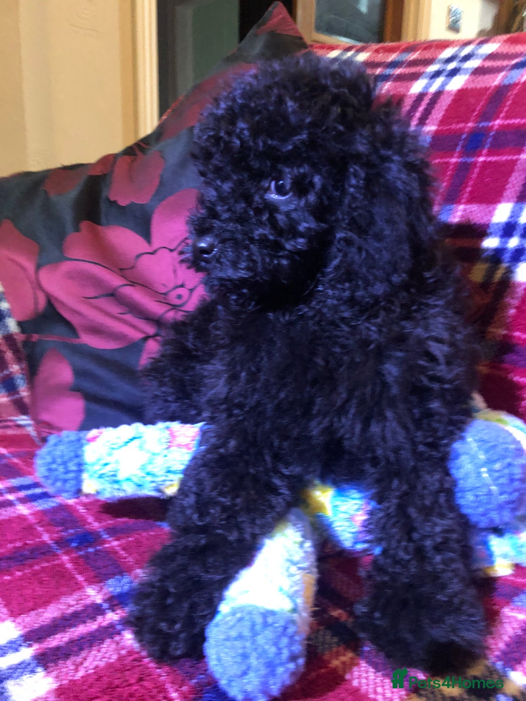 Cockapoo dogs for sale: Cockapoo puppies for sale  - Advert 15