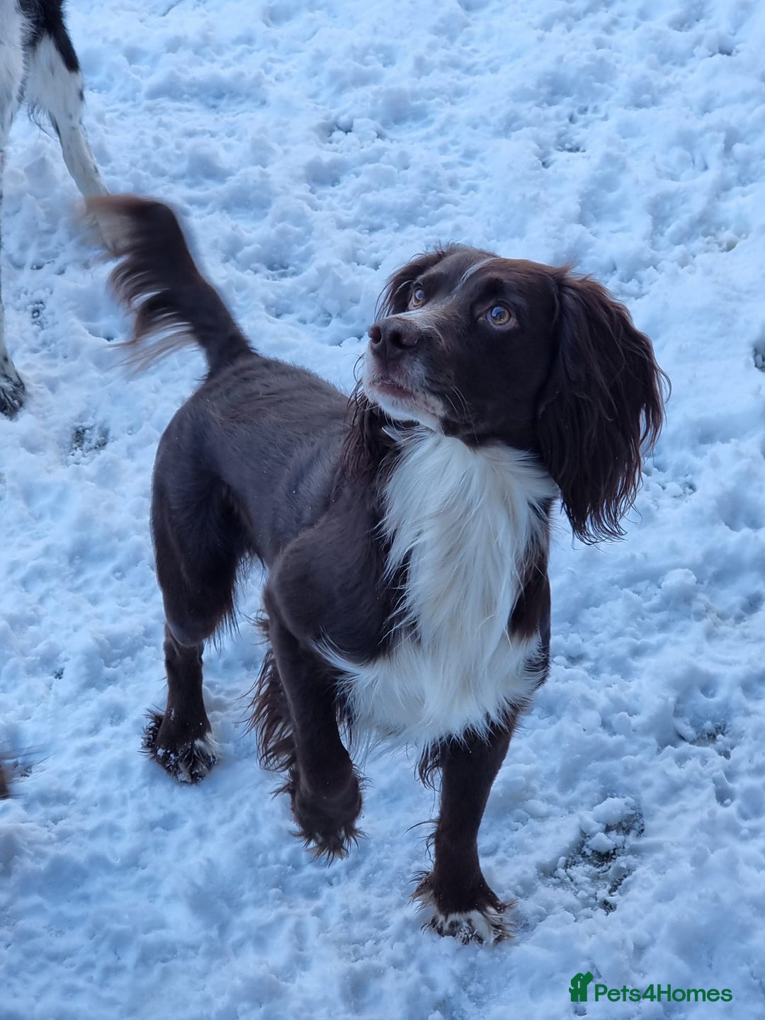 Sprocker dogs for sale: 4 LEFT Sprocker Spaniel Puppies EXCELLENT Breeding - Advert 10