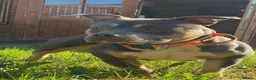 American Bully dogs for sale: Chance - Advert 3