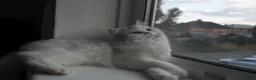Persian cats for sale: Persian chinchilla silver back in Walsall - Advert 14
