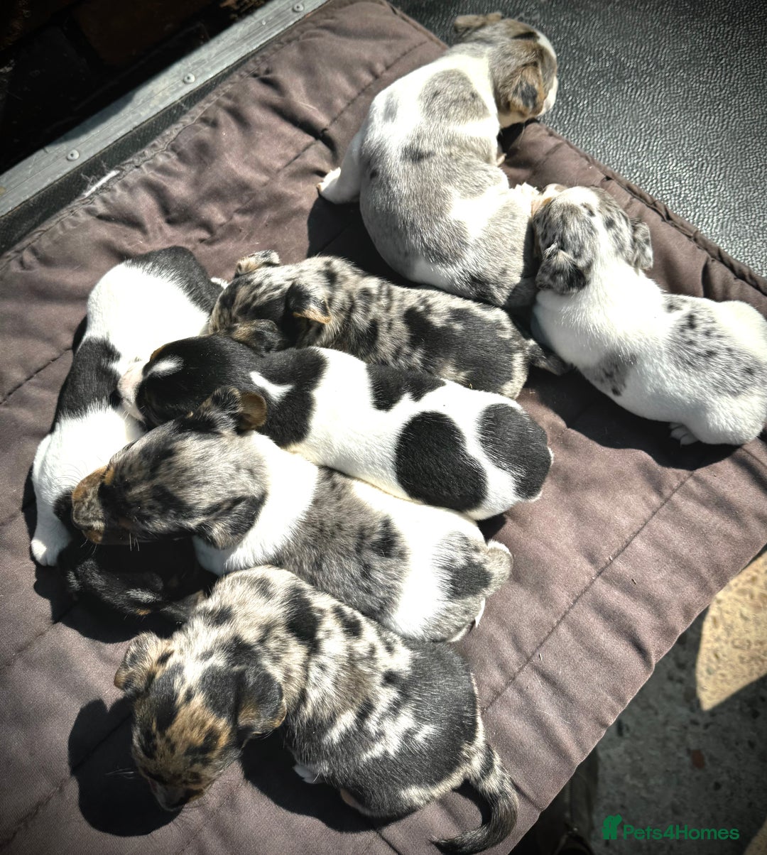Jack Russell dogs for sale: Outstanding jack russels  - Image 22