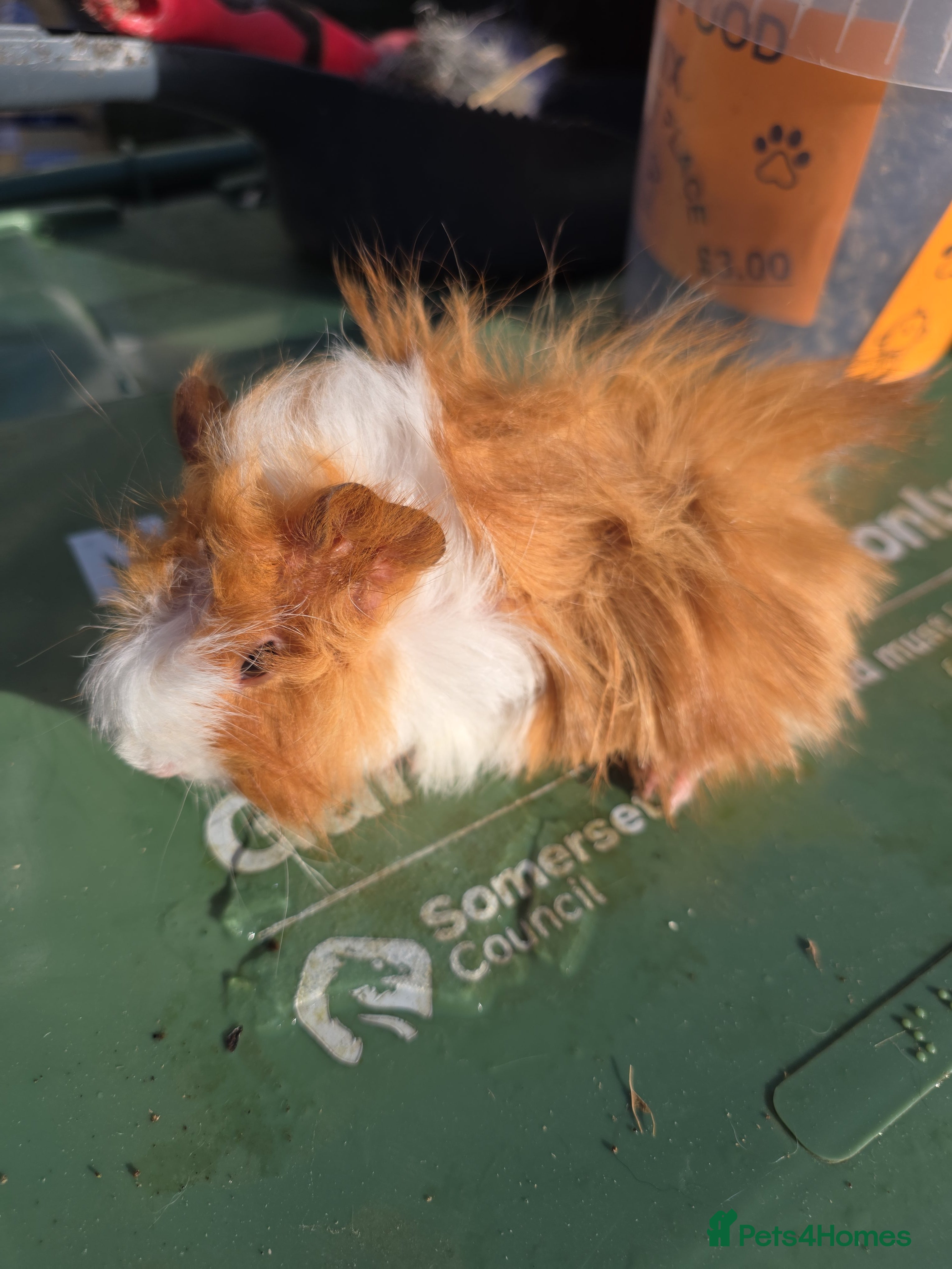 Guinea Pig rodents Male guinea pigs - Advert 2