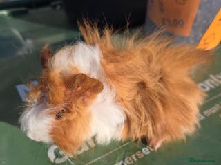 Guinea Pig rodents Male guinea pigs - Advert 15