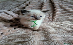 Ragdoll cats for sale: One seal Mink ragdoll remaining  - Advert 8