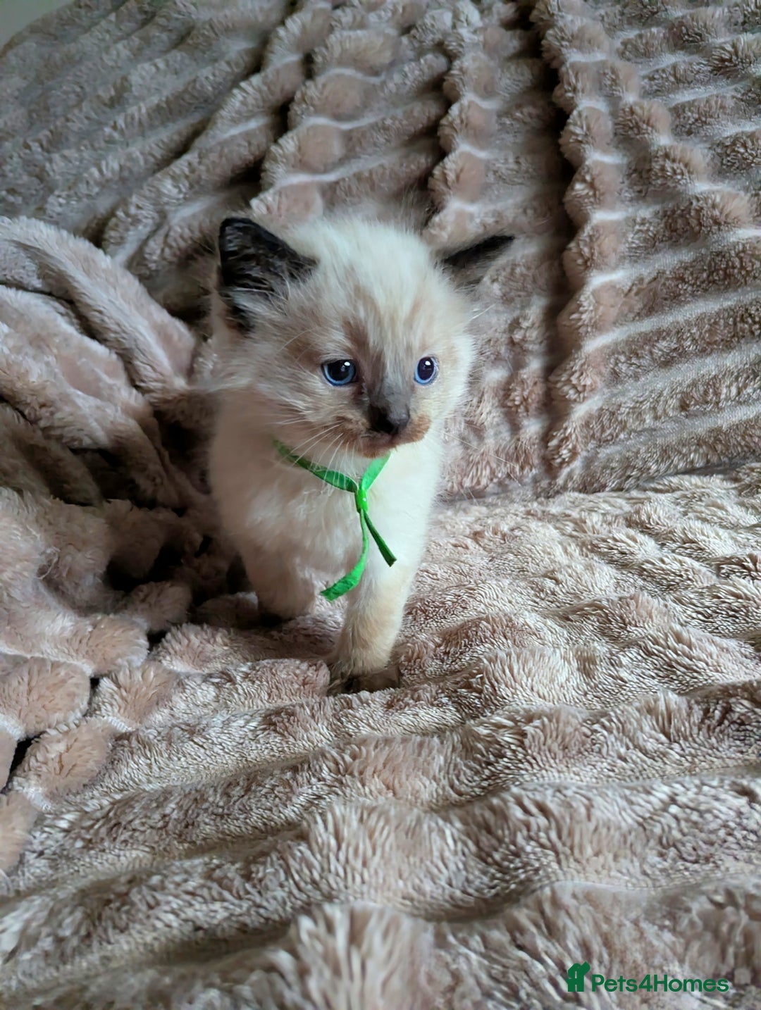 Ragdoll cats for sale: One seal Mink ragdoll remaining  - Advert 8