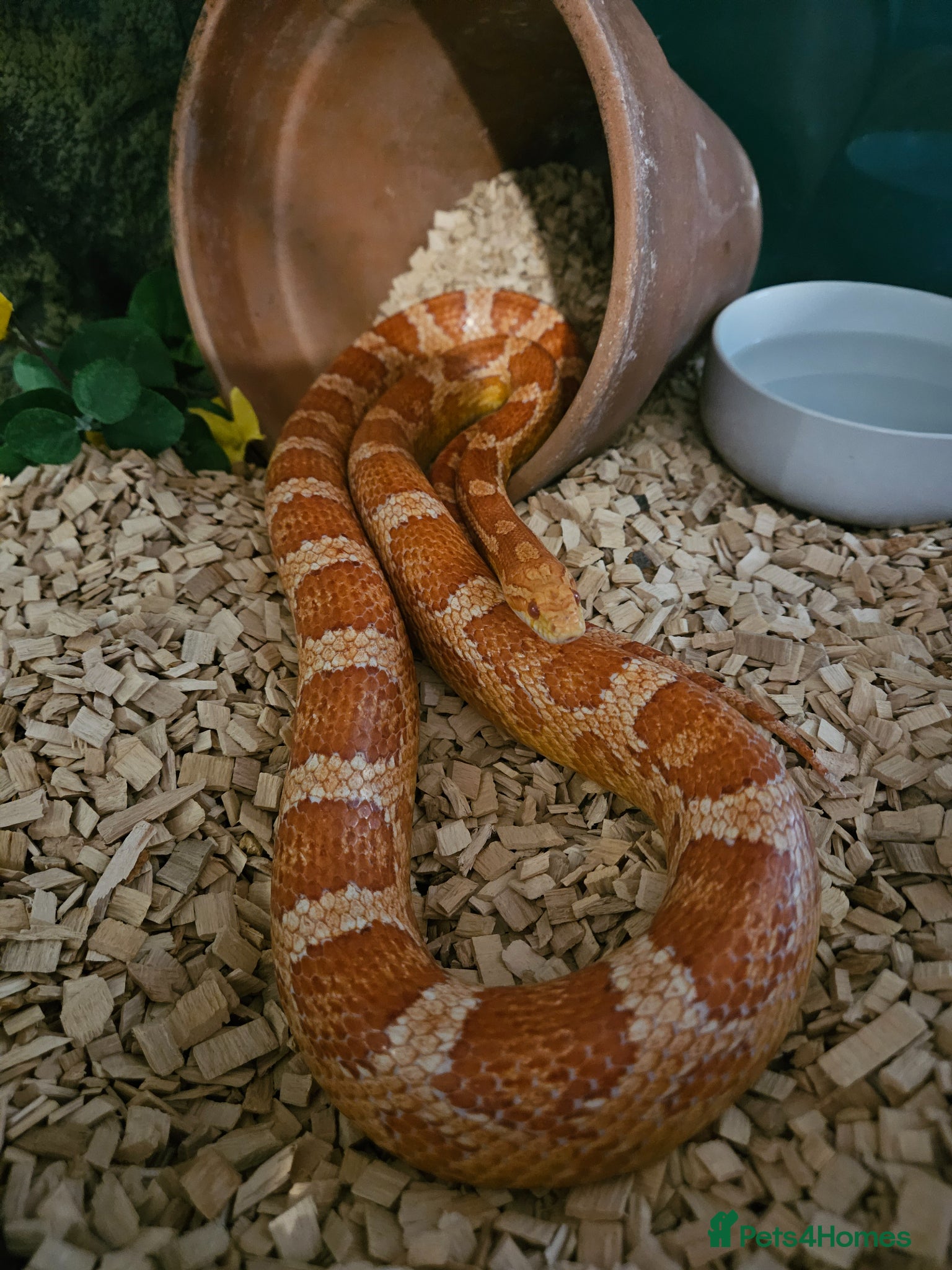 Corn Snake reptiles Mr jingles  - Advert 1