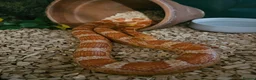 Corn Snake reptiles for sale: Mr jingles  - Advert 1