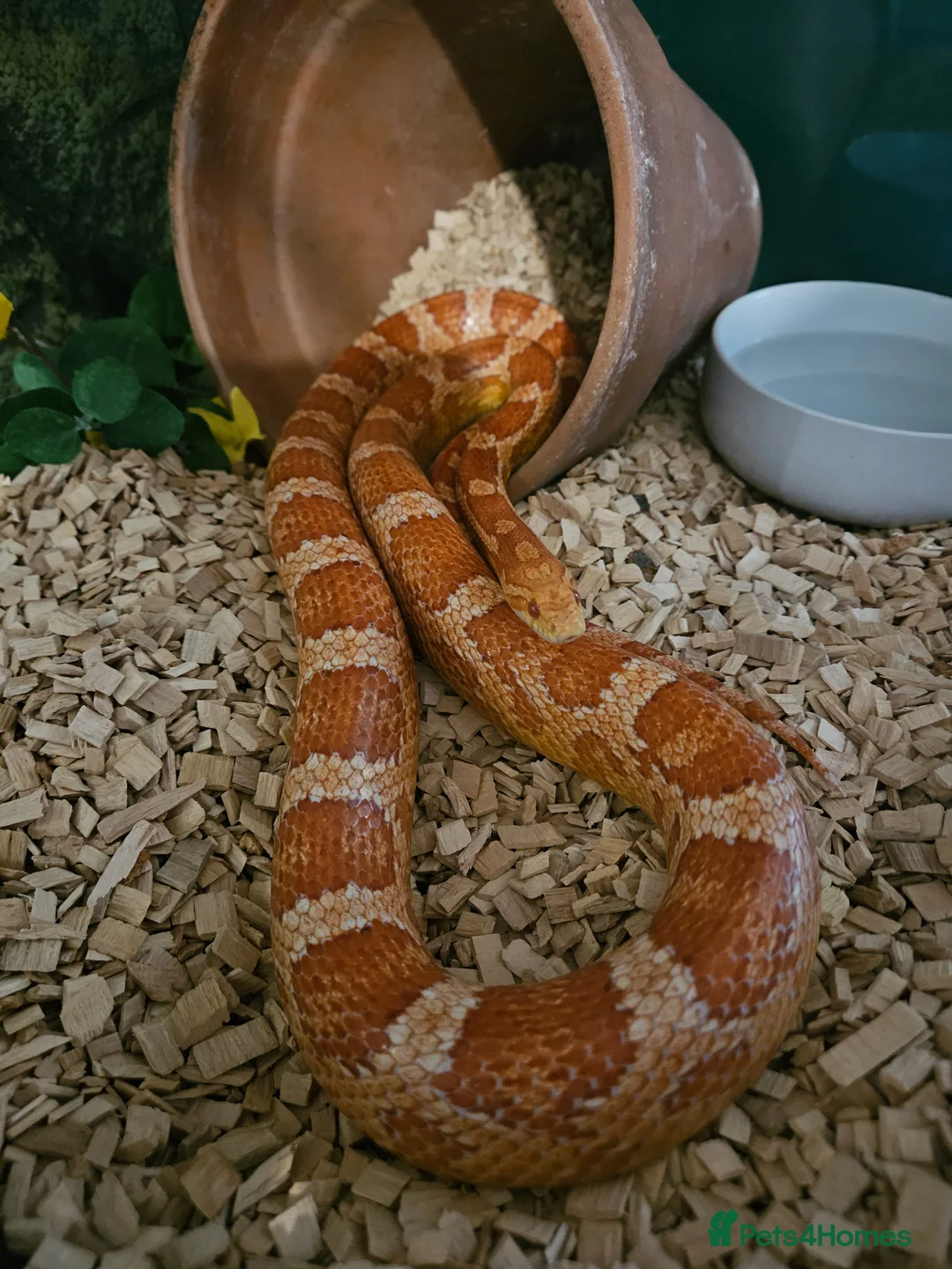 Corn Snake reptiles for sale: Mr jingles  - Advert 1