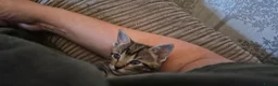 Mixed Breed cats for sale: Rare opportunity to have loving bottle fed Kittens in Melton Constable - Advert 16