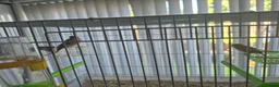 Mixed Breed birds for sale: Cannry 30  and cannry and  cage 50 - Advert 3