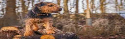 Lakeland Terrier dogs for stud: Lakeland terrier stud dog in Newark - Advert 2