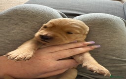 Goldador dogs for sale: 9 gorgeous goldador’s for sale - Image 4
