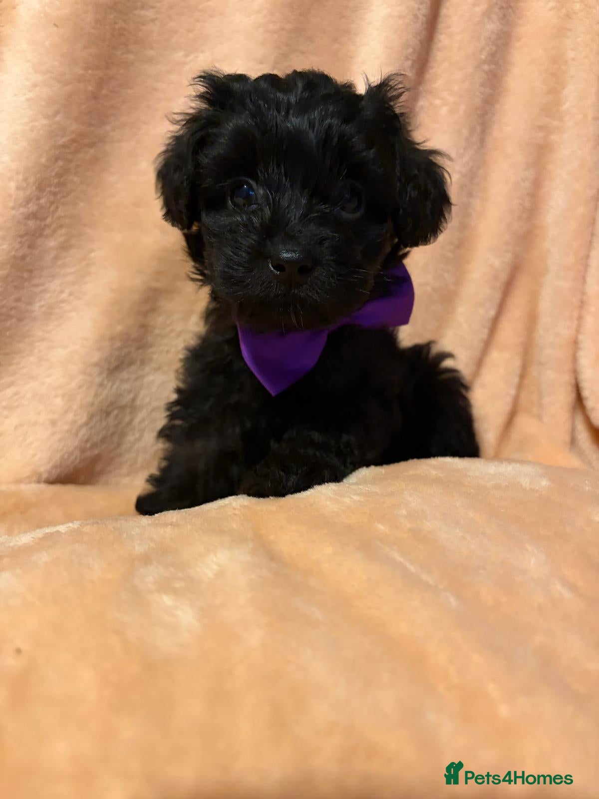 Shihpoo dogs 💕 One Beautiful Girl Left-F1B Shihpoo Puppies 💕 - Advert 1