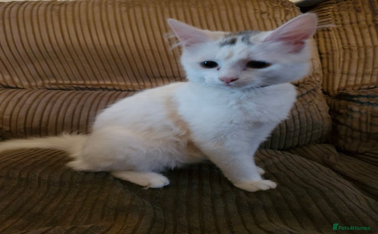 Mixed Breed cats - Advert 3